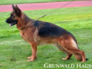 german shepherds connecticut