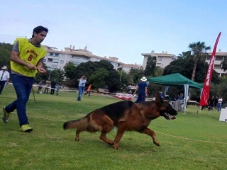 german shepherds rhode island