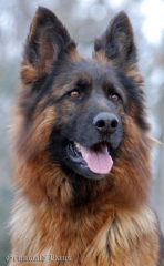 long coated german shepherd