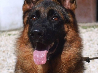 german shepherds rhode island