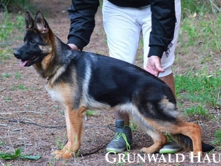 german shepherds rhode island