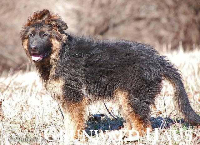 long coated german shepherd puppy