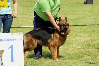 long haired german shepherd