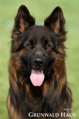 long coat german shepherd