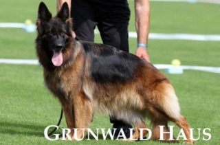 long hair german shepherd dogs