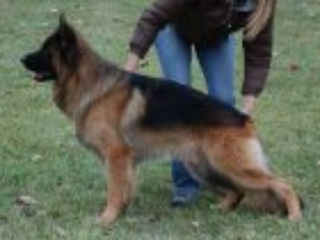 1 long coat german shepherd