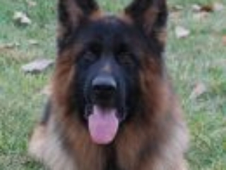 2 long coated german shepherd