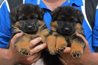 long coat german shepherd puppies