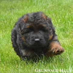 long coated german shepherd puppy