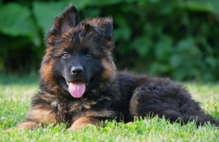 long coat german shepherd puppy