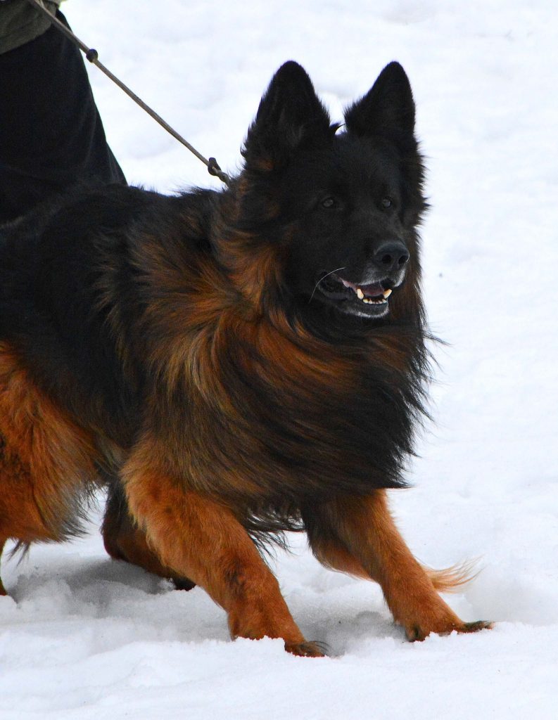 long coat german shepherd