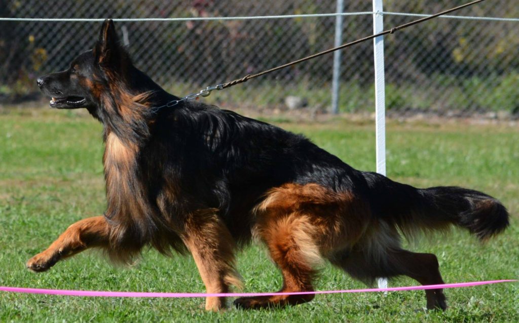 long coat german shepherd