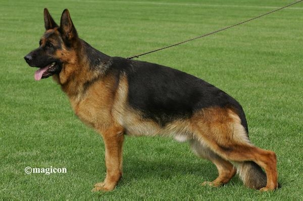 quality german shepherd dog
