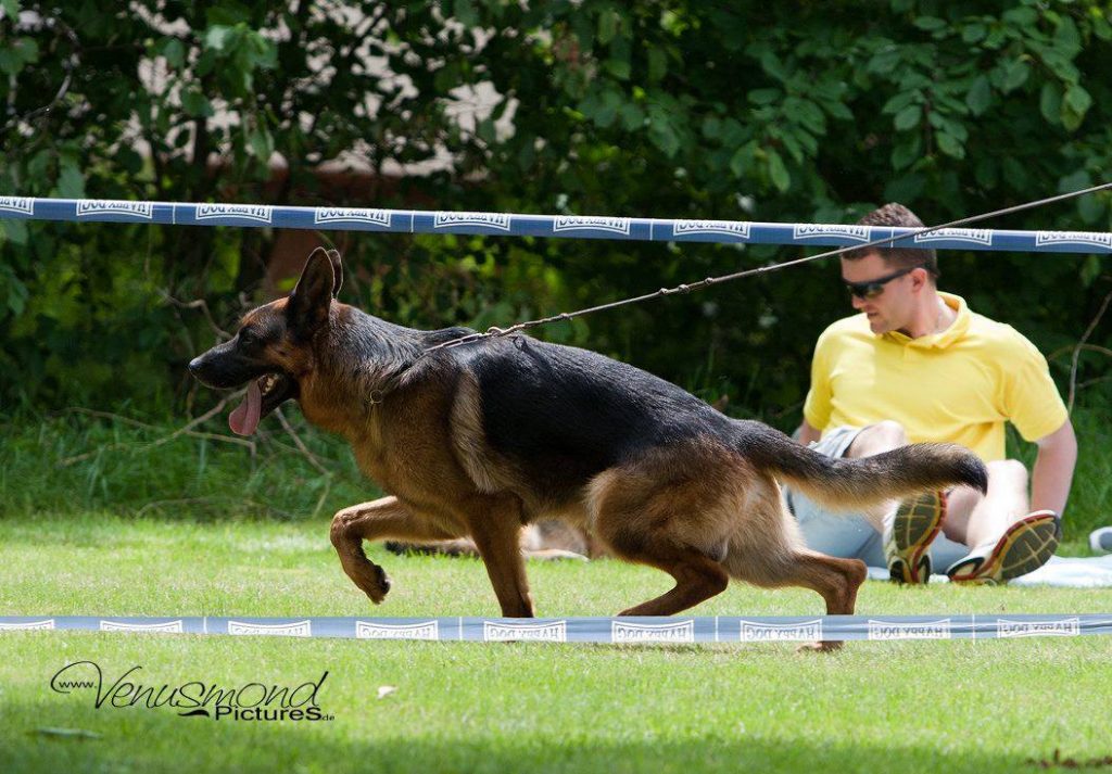 german shepherds