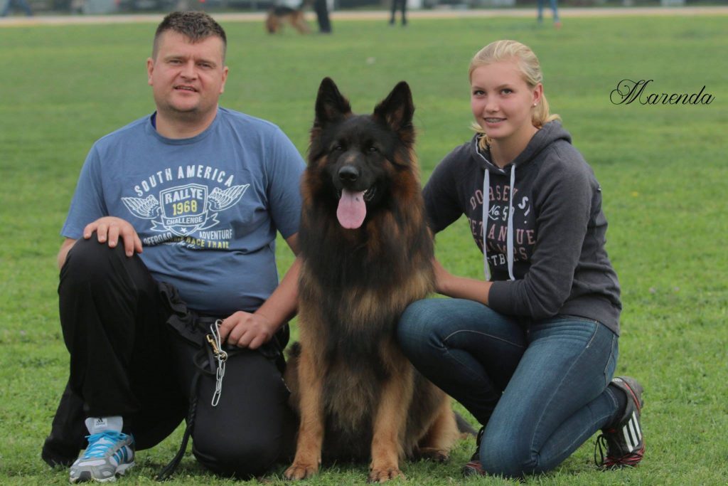 long haired german shepherd