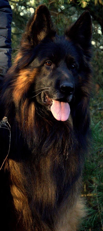 long hair german shepherd