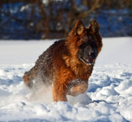 long coat german shepherd puppy