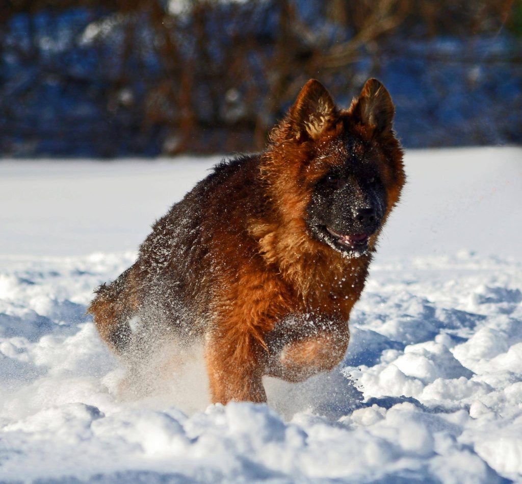 long coat german shepherd puppy