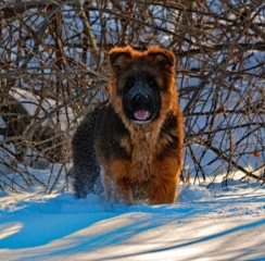 long coated german shepherd puppy