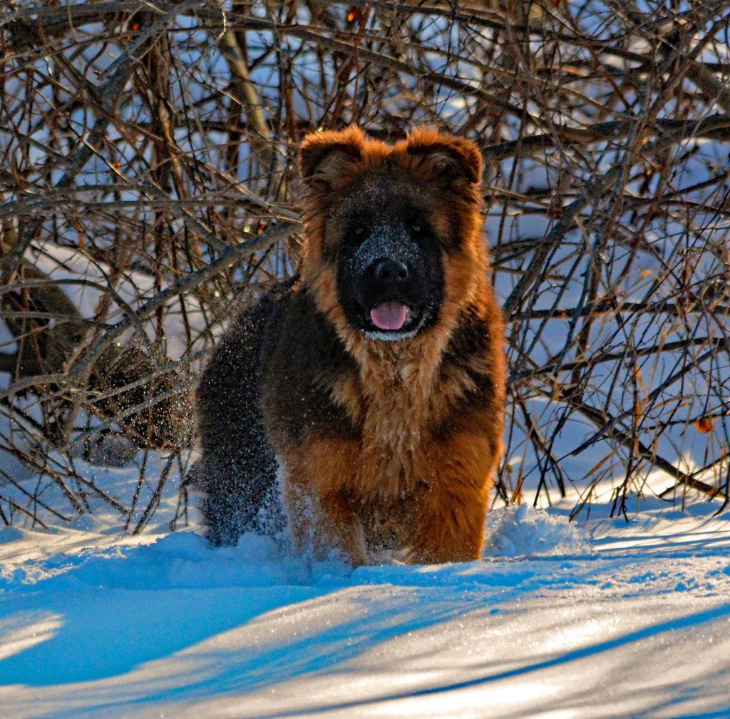 long coated german shepherd puppy