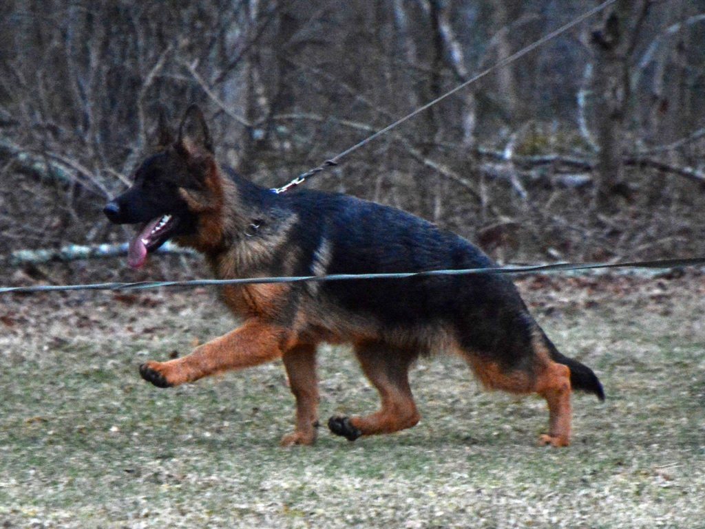 german shepherds