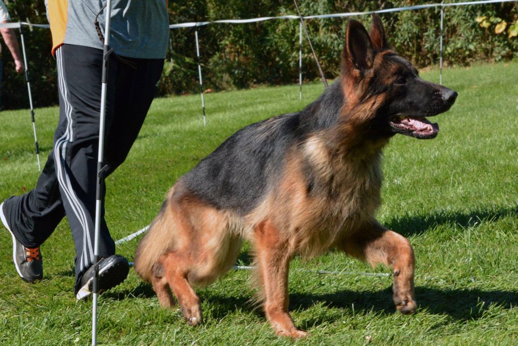 long haired german shepherds