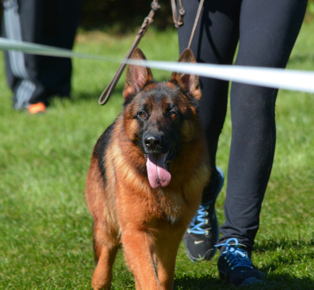 german shepherd