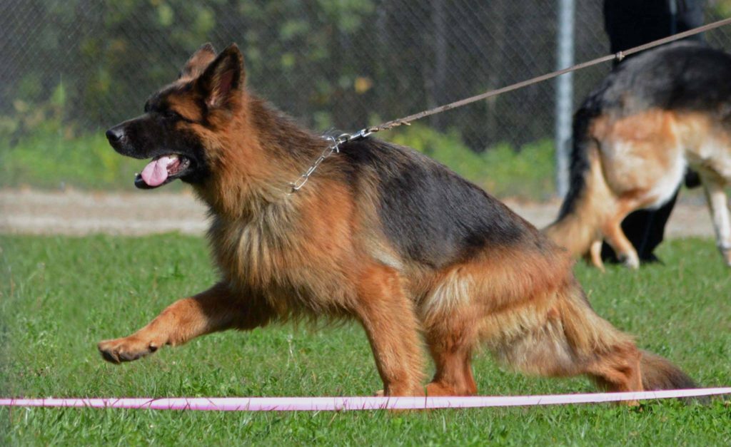 long hair german shepherd