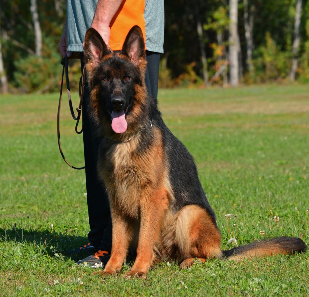 long hair german shepherds