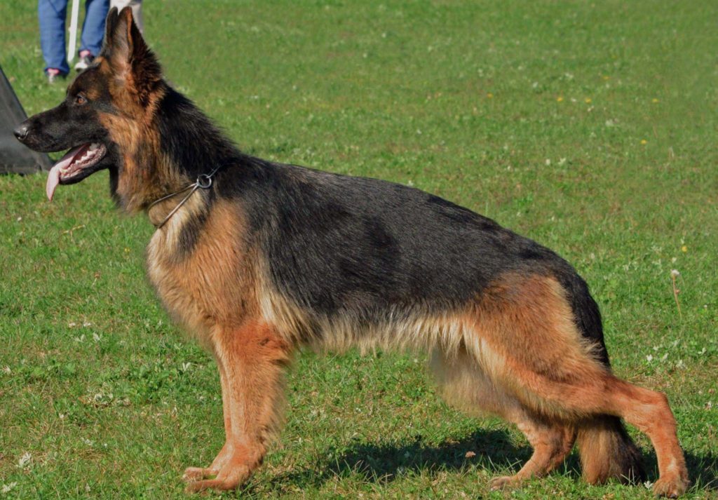long hair german shepherds