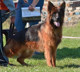 long coat german shepherd