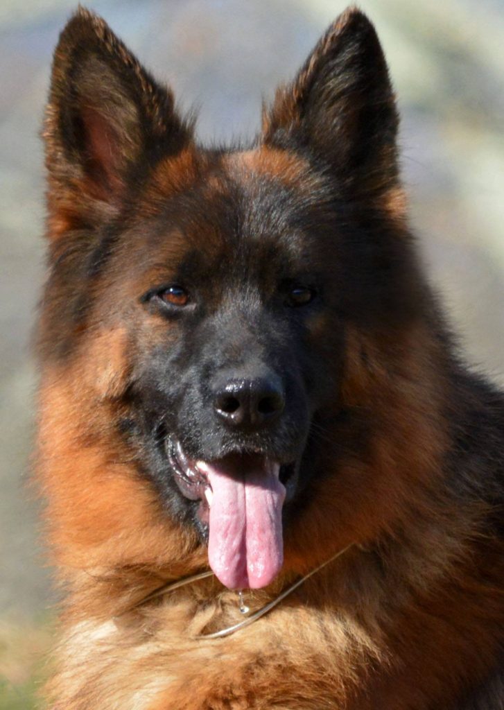 long coated german shepherds