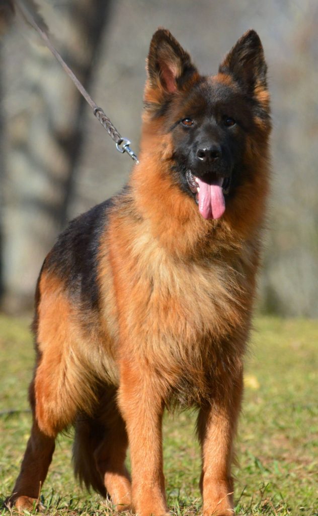 long hair german shepherds