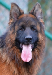 long coat german shepherd