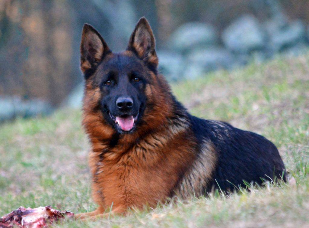 german shepherd dog