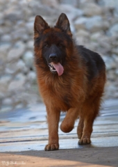 long coated german shepherds